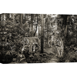 Tableau sur toile. Tigres du Bengale, bw