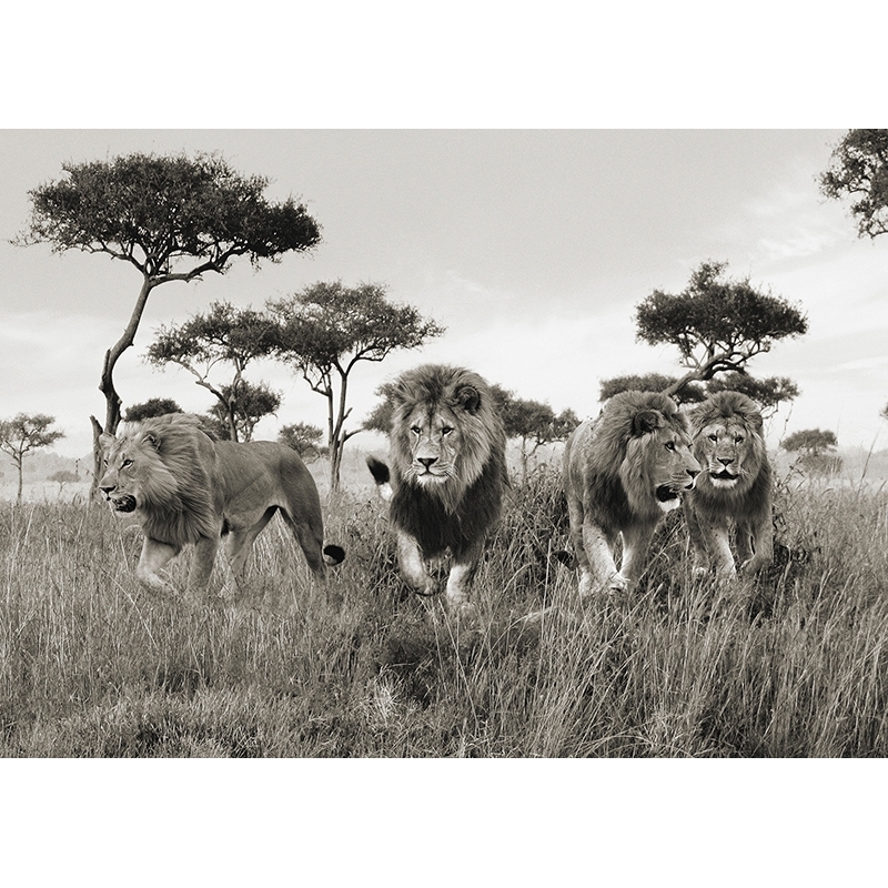 Tableau sur toile. Lion, Masai Mara, Kenya