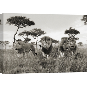 Bilder auf Leinwand. Löwen, Masai Mara, Kenya