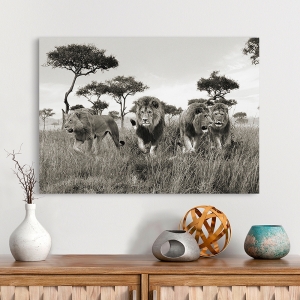Cuadro de animales en canvas. Leones, Masai Mara, Kenya