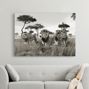 Quadro con leone, stampa su tela. Brothers, Masai Mara