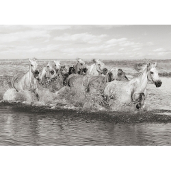Wall Art Print and Canvas. A Herd of Horses, Camargue