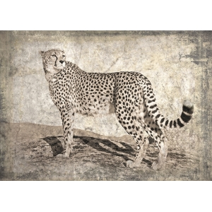 Bilder auf Leinwand mit tieren. Memories of Africa II, Gepard