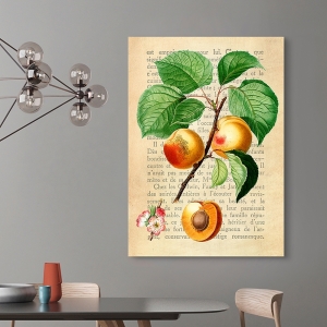Kitchen Wall Art Print and Canvas. Apricots (After Redouté)