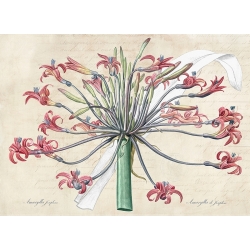 Tableau sur toile, botaniques modernes. Fleurs de Lys