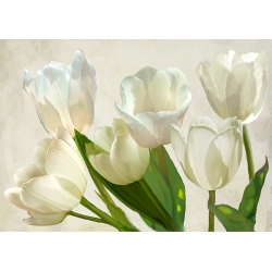 Flower wall Art Print and Canvas. White Tulips
