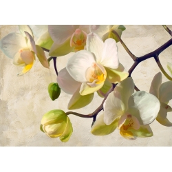 Bilder auf Leinwand Blumen. Luca Villa, Orchidee in der Sonne