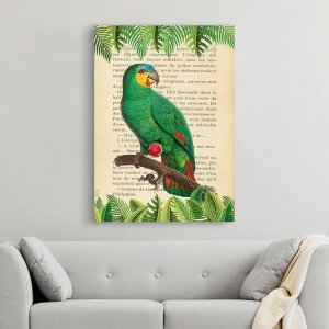 Vintage Wall Art Print and Canvas with Birds. Orange-Winged Parrot