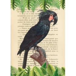 Bilder auf Leinwand. Papagei – The Palm Cockatoo