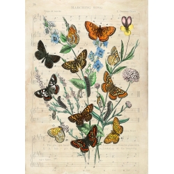 Quadro vintage, stampa su tela. Farfalle d'Europa
