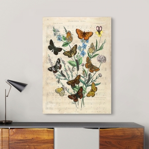 Quadro vintage, stampa su tela. Farfalle d'Europa