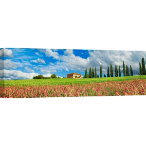 Wall Art Print and Canvas. Landscape with cypress alley, Tuscany