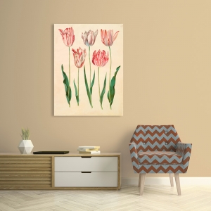 Tableau sur toile. Holtzbecher, Botanique, Tulipa gesneriana