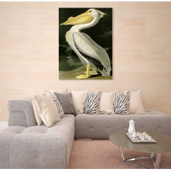 Cuadro de animales en canvas. Audubon, American White Pelican