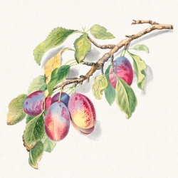 Tableau et affiche botanique. Branche avec des prunes mûres