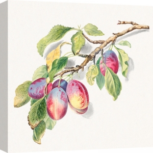 Botanical art print, canvas, poster. A branch of ripe plums