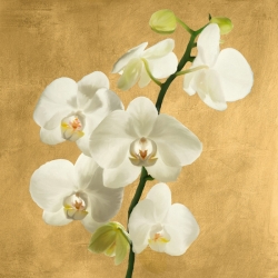 Leinwandbilder und Poster. Orchideen auf goldenem Hintergrund II