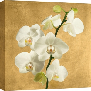 Quadro su tela fiori. Orchidee su fondo dorato II