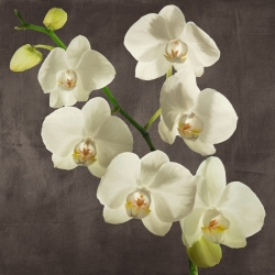 Tableau fleurs modernes. Antinori, Orchidées sur fond gris I