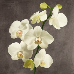 Flowers on canvas. Orchids on a Grey Background II