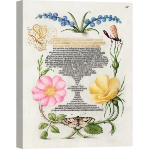 Botanical art print, canvas. From the Model Book of Calligraphy, II