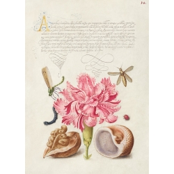 Cuadros botanicos y posters. From the Model Book of Calligraphy, V