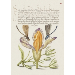 Botanische Poster und Leinwandbilder. Book of Calligraphy, VI