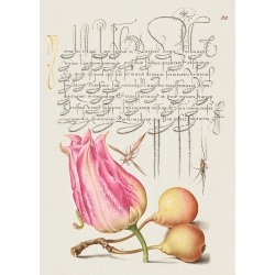 Botanical art print, canvas. From the Model Book of Calligraphy, VII