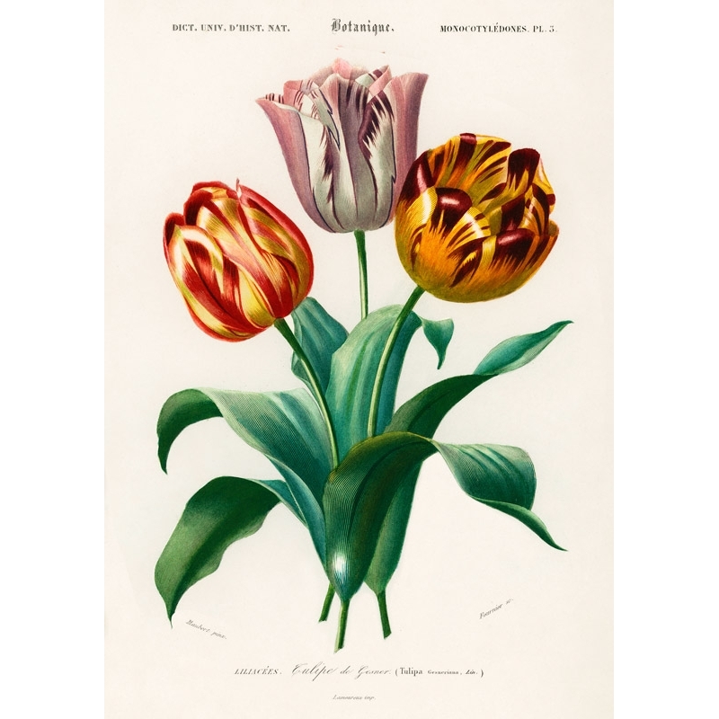 Botanik Poster. Charles Dessalines D'Orbigny, Didier's Tulip