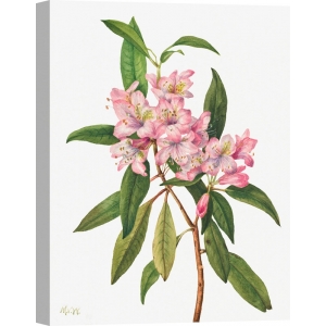 Cuadros botanica. Mary Vaux Walcott, Rose Bay Rhododendron, 1932