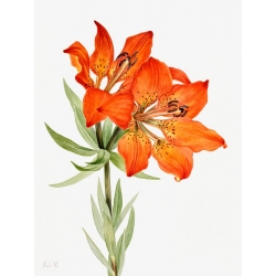 Cuadros botanica. Mary Vaux Walcott, Red Lily, 1923