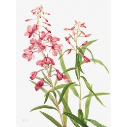 Tableau, affiche botanique. Mary Vaux Walcott, Fireweed, 1902