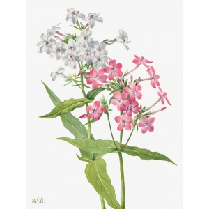 Botanical art print, canvas, poster. Mary Vaux Walcott, Phlox