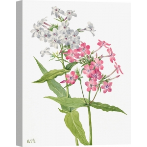 Botanical art print, canvas, poster. Mary Vaux Walcott, Phlox