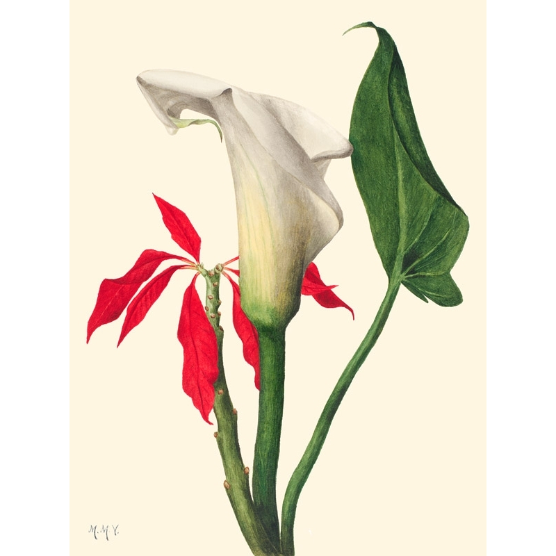 Pflanzen Poster Vintage. Mary Vaux Walcott, Calla Lily, 1877