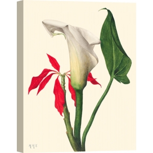 Tableau, affiche botanique. Mary Vaux Walcott, Calla Lily, 1877