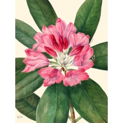Quadro, stampa botanica su tela. Mary Vaux Walcott, Mountain Rose Bay