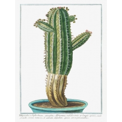 Cuadros en lienzo y posters. Giorgio Bonelli, Tithymalus Cactus