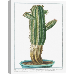 Cuadros en lienzo y posters. Giorgio Bonelli, Tithymalus Cactus