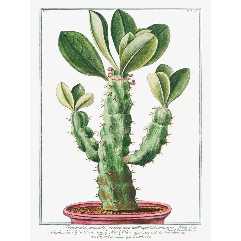 Tableau sur toile et affiche cactus. Bonelli, Cactus-Spinosum