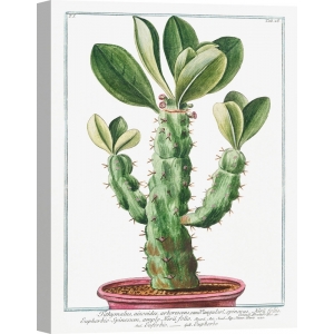 Tableau sur toile et affiche cactus. Bonelli, Cactus-Spinosum