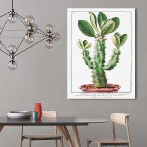Botanik Poster. Giorgio Bonelli, Cactus Euphorbio-Spinosum