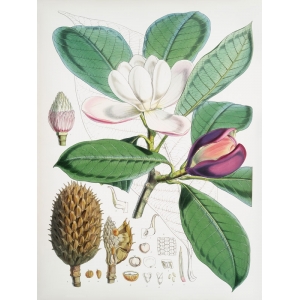 Tableau botanique. Hood Fitch, Magnolia Hodgsonii, 1855