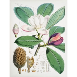 Botanik Poster. Walter Hood Fitch, Magnolia Hodgsonii, 1855