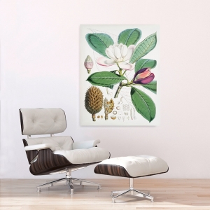 Botanical print and poster. Walter Hood Fitch, Magnolia Hodgsonii