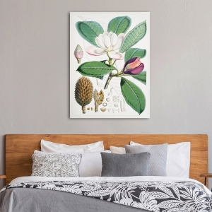 Botanical print and poster. Walter Hood Fitch, Magnolia Hodgsonii