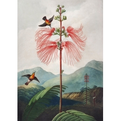 Quadri con uccellini. Robert John Thornton, Sensitive Plant