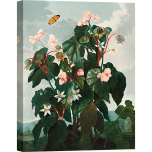 Botanical poster. Robert John Thornton, Begonia