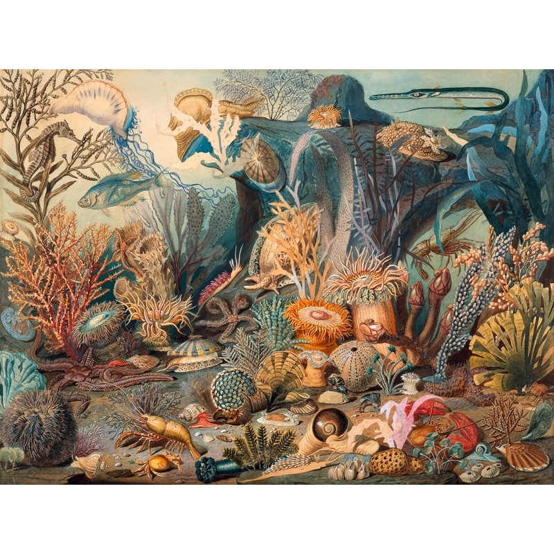 Wall art print, canvas, poster. James M. Sommerville, Ocean Life