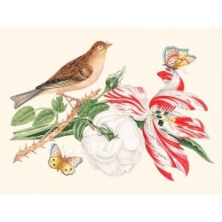 Leinwandbilder und Poster. Ein Vogel auf einem Zweig mit Rose